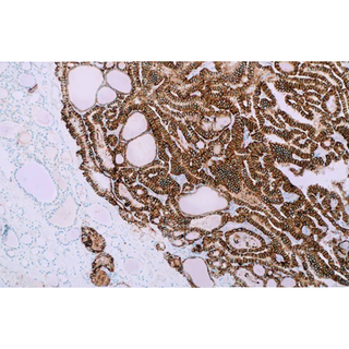 Cell Marque Histopathology Solutions